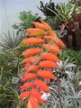 Tillandsia
